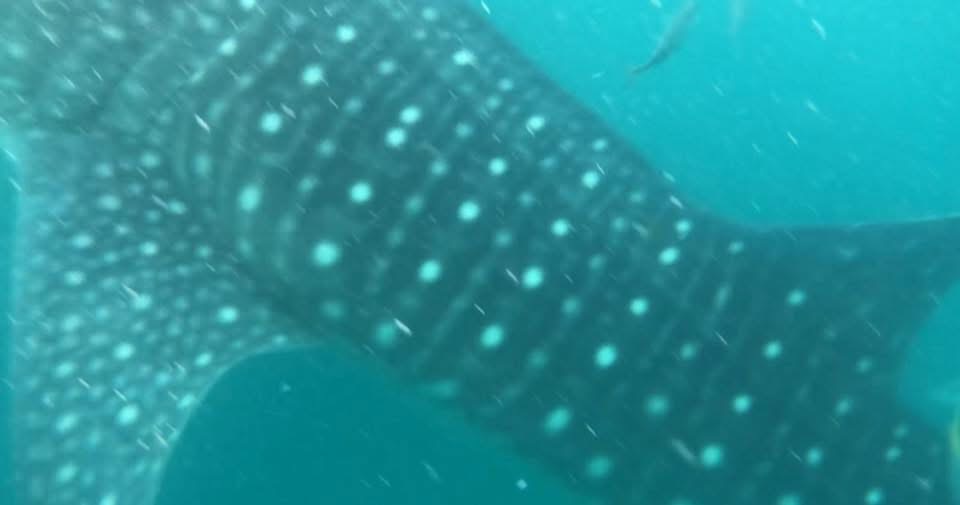 フィリピンの海で撮影した、水中を泳ぐジンベエザメ